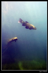 A tench (tinca tinca) during todays dive with Buddy Sven ... by Daniel Strub 